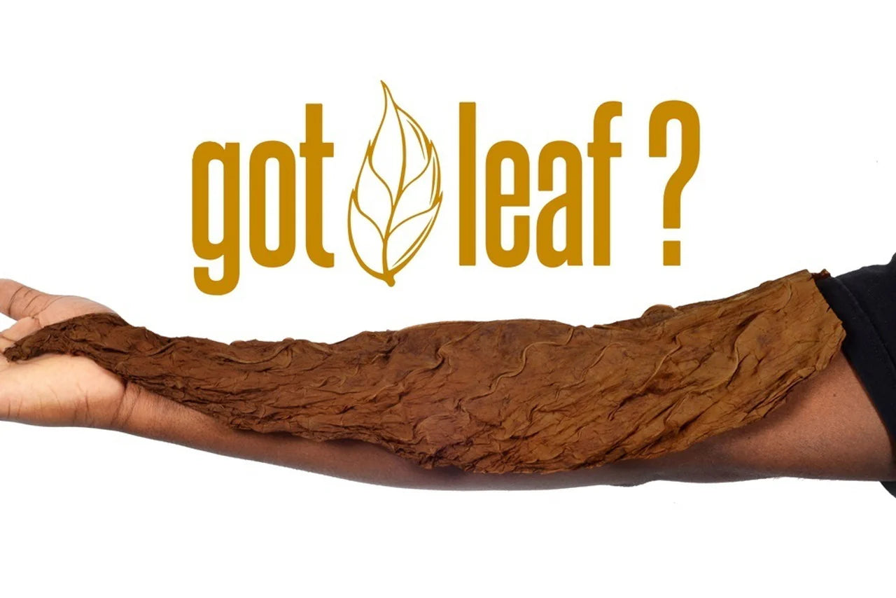 FRONTO LEAF MASTER BLUE ICE