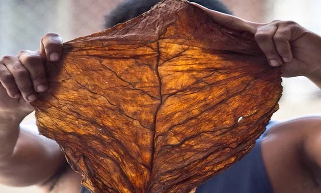 FRONTO LEAF MASTER BLUE ICE